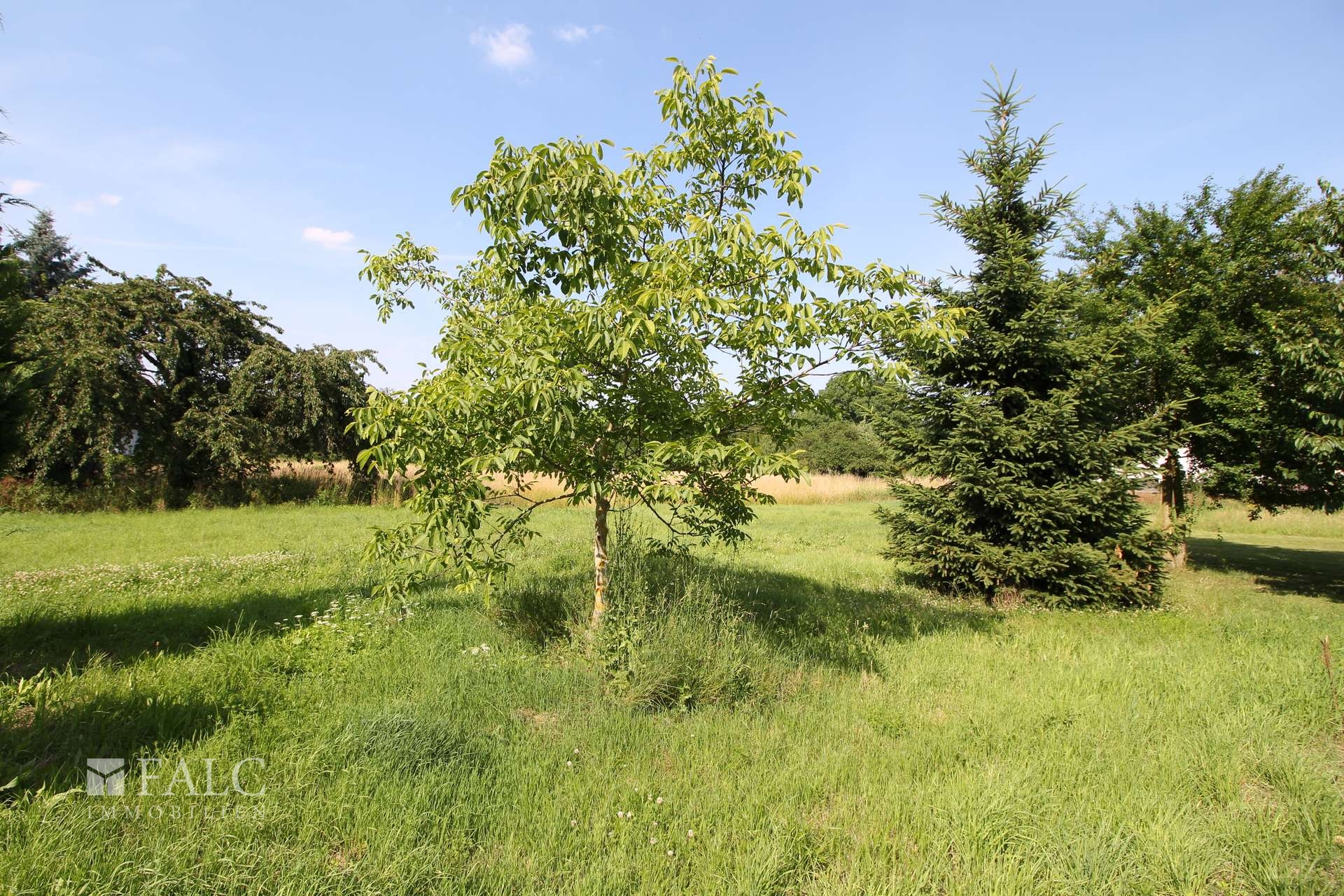 Natur hinter dem Garten
